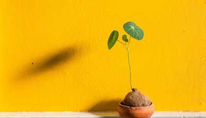 Grounded Growth: How to Avoid Being Exposed in Your Quest for Exposure